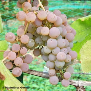 Vigne Pied De Perdrix