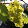 Vigne – Vitis Phoenix