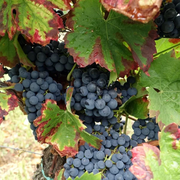 Vigne Alphonse Lavallée – Vitis Vinifera