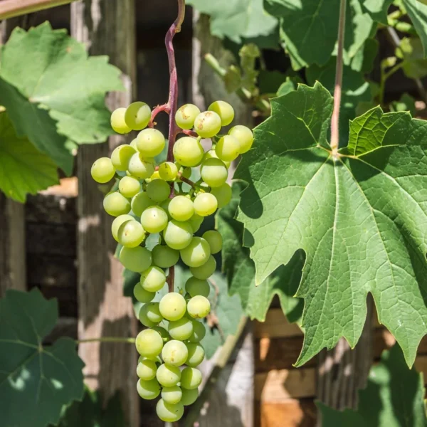 Vigne – Vitis Vinifera Himrod