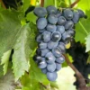 Vigne De Table Attika – Vitis Vinifera