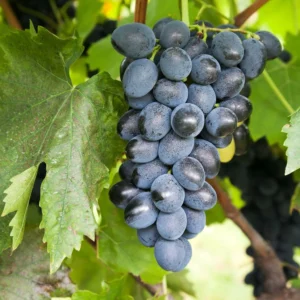 Vigne De Table Attika – Vitis Vinifera
