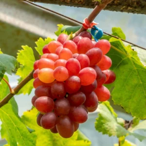 Vigne De Table Crimson Seedless – Vitis Vinifera