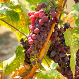 Vigne De Table Vanessa – Vitis Vinifera