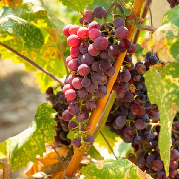 Vigne De Table Vanessa – Vitis Vinifera
