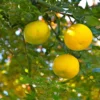 Yuzu – Citrus Junos