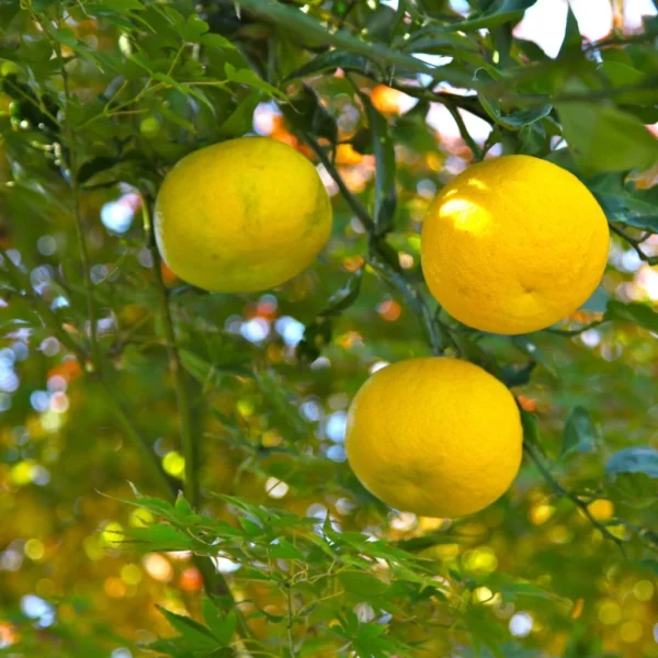 Yuzu – Citrus Junos