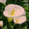 Zantedeschia Aethiopica Pink Mist – Arum D’Ethiopie Rose Pâle.