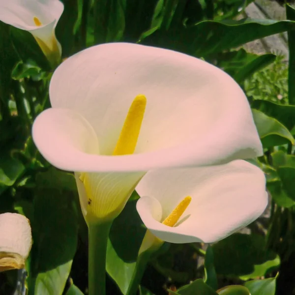 Zantedeschia Aethiopica Pink Mist – Arum D’Ethiopie Rose Pâle.