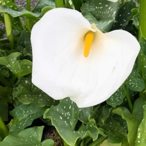 Zantedeschia Aethiopica Himalaya – Arum D’Ethiopie Géant