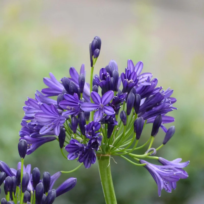 Agapanthe Royal Velvet gros plan