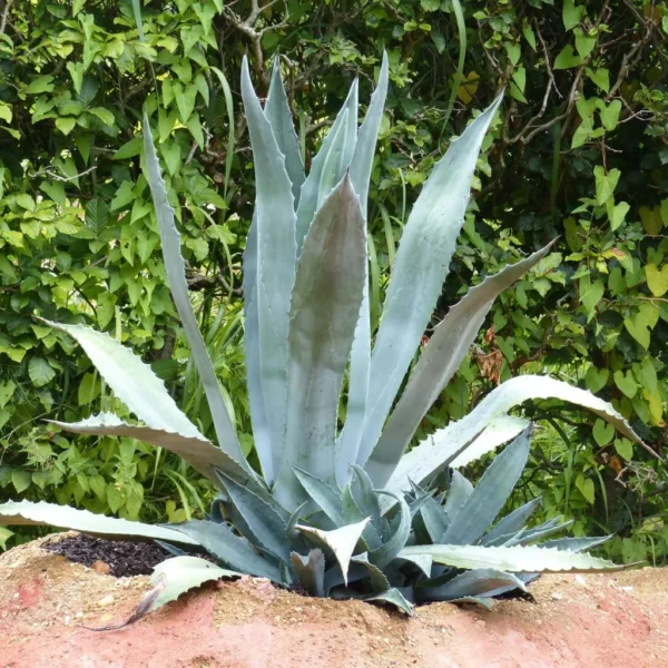 Agave Americana – Agave D’Amérique