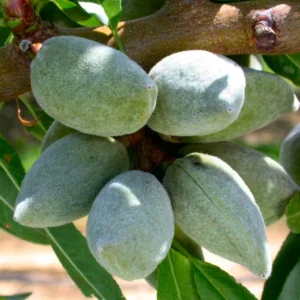 Amandier All In One – Prunus Dulcis