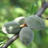 Amandier Supernova Autofertile – Prunus Dulcis