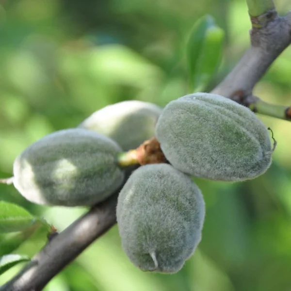 Amandier Supernova Autofertile – Prunus Dulcis