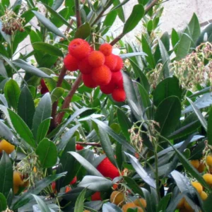 Arbutus Unedo – Arbousier
