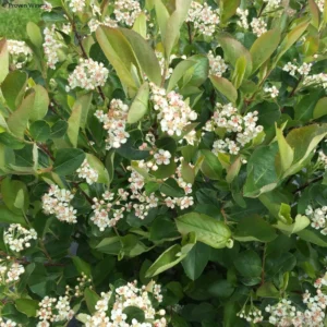 Aronia Melanocarpa Revontuli Hedger – Aronie à Fruits Noirs