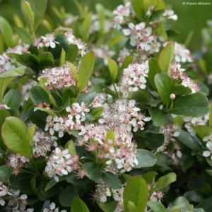 Aronia Melanocarpa Revontuli Mound – Aronie à Fruits Noirs
