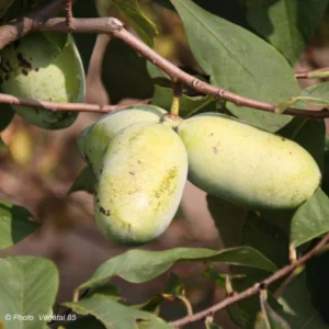Asimina Sunflower – Pawpaw