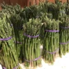 Asperge Verte Rambo – Asparagus Officinalis