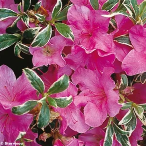 Azalée Du Japon Silver Queen – Rhododendron Hybride