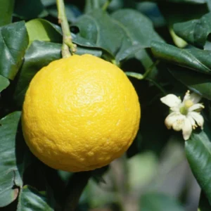 Bergamote – Citrus Bergamia