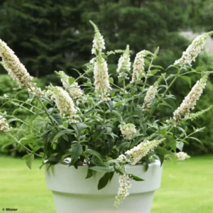 Buddleia White Chip – Arbre Aux Papillons Nain