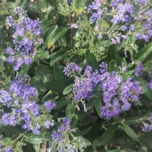 Caryopteris Petit Bleu – Spirée Bleue
