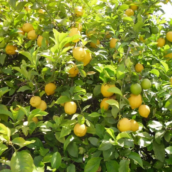 Citronnier Des 4 Saisons – Citrus Limon