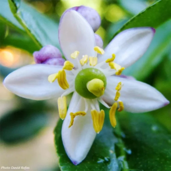 Combawa – Citrus Hystrix