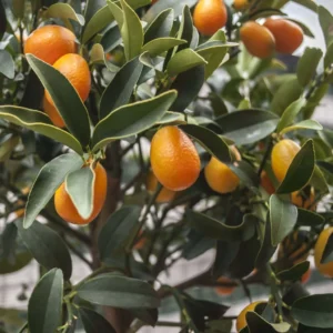 Citrus Kucle – Kumquatine