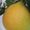 Citronnier – Citrus Limon Adamo