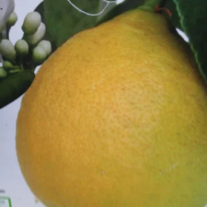 Citronnier – Citrus Limon Adamo