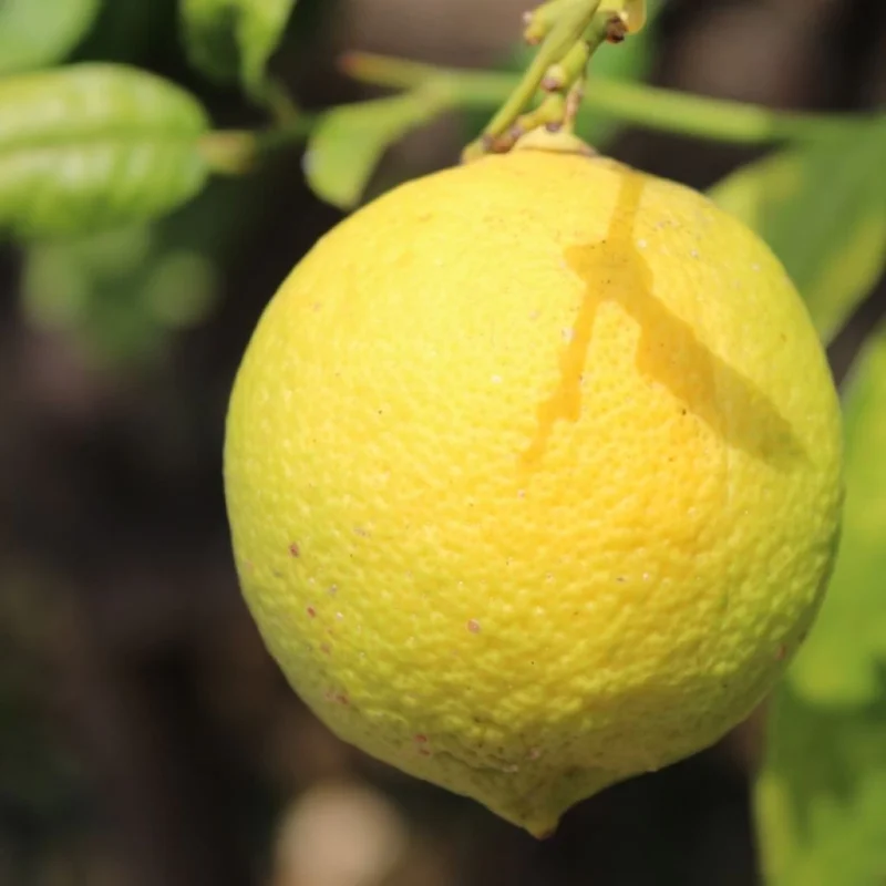 Citronnier Citrus Limon Cerza en pot