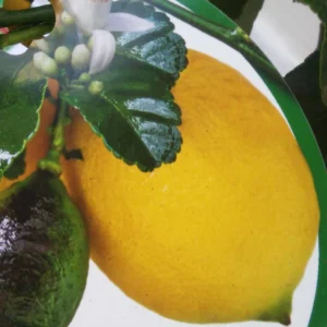 Citronnier – Citrus Limon Femminello Carrubaro
