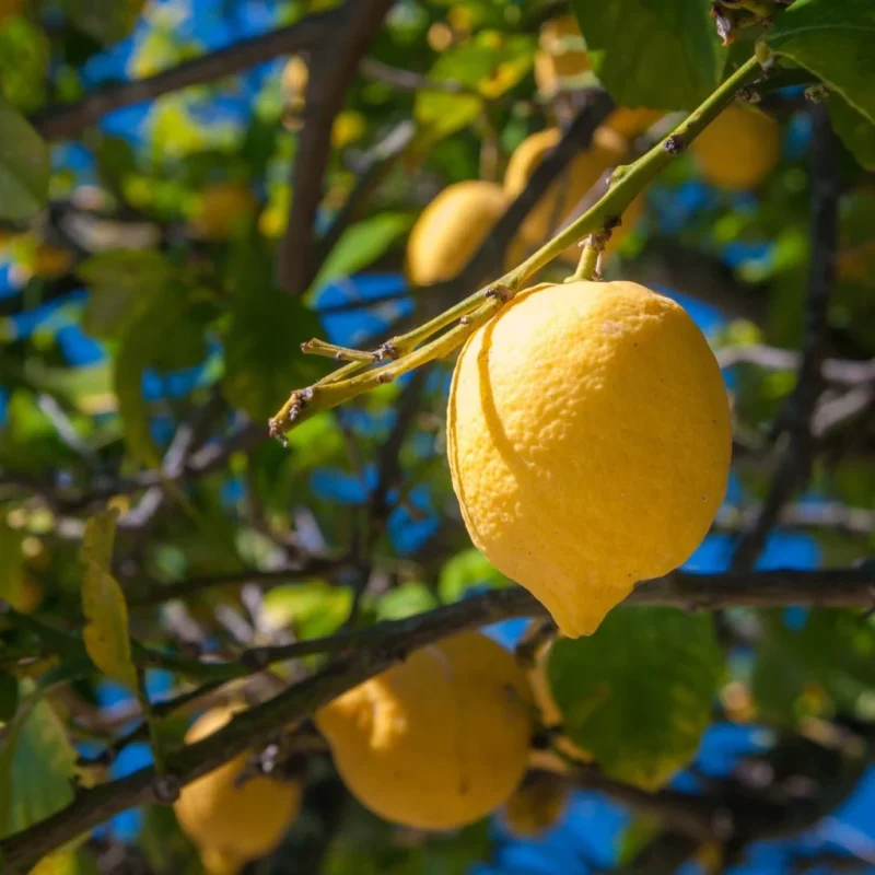 Citronnier De Syracuse – Citrus Limon Femminello Siracusano
