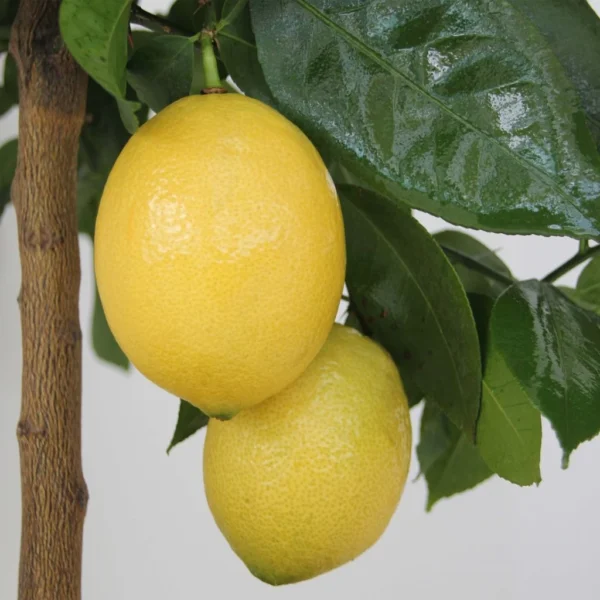 Citronnier – Citrus Limon Lemox