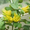 Main De Bouddha – Citrus Medica Var. Sarcodactylis