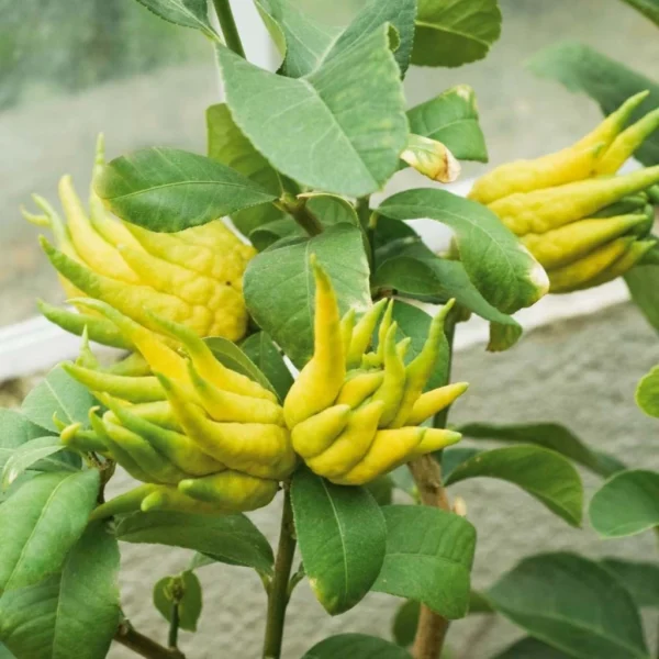 Main De Bouddha – Citrus Medica Var. Sarcodactylis