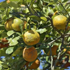 Citron Rouge – Citrus Volkameriana Ou Rangpur