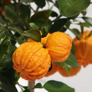Oranger Corrugata – Citrus Sinensis X Aurantium