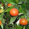 Clémentinier – Citrus Clementina