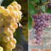 Collection 2 Vignes Fragola – Raisin Fraise