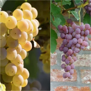 Collection 2 Vignes Fragola – Raisin Fraise
