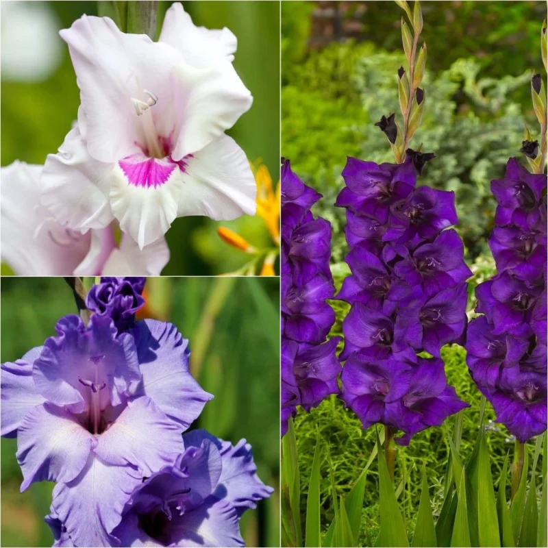 Collection 60 Glaïeuls Blues, hampes bleues et mauves