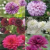Collection Brassée De Dahlias Intenses – 6 Variétés