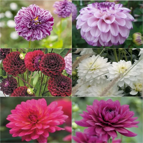 Collection Brassée De Dahlias Intenses – 6 Variétés