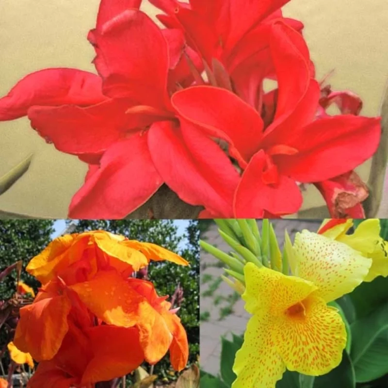 Fleurs orange et feuillage pourpre de la Collection De 3 Cannas