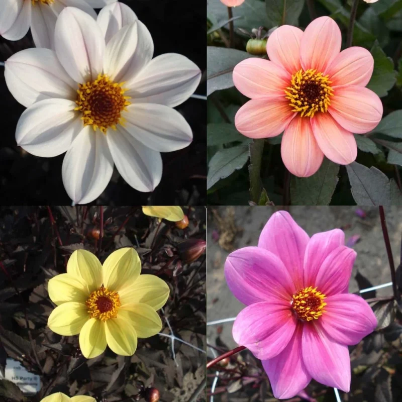 Dahlias Happy Single fleurs simples en pot