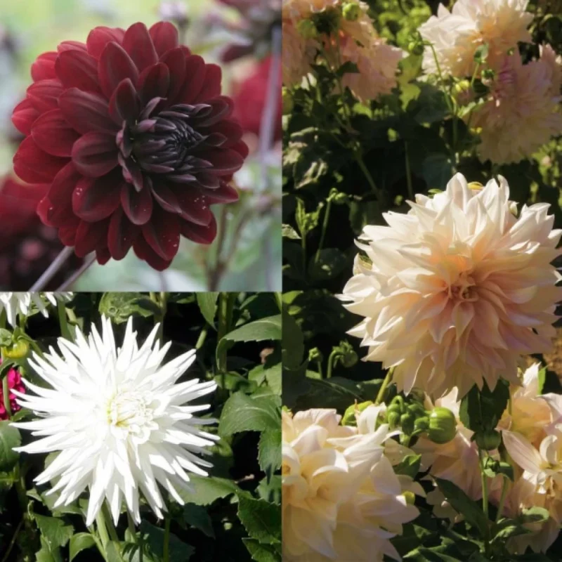 Collection de 4 Dahlias noir et blanc en massif
